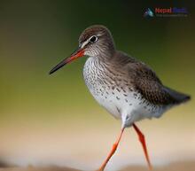 Common redshank Tringa totanus