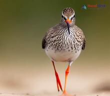 Common redshank Tringa totanus