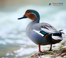 Common teal Anas crecca