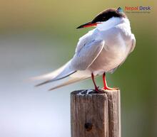 Common tern Sterna hirundo