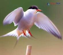 Common tern Sterna hirundo