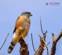 Crested Goshawk_Accipiter trivirgatus