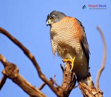 Crested Goshawk_Accipiter trivirgatus