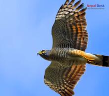 Crested Goshawk_Accipiter trivirgatus