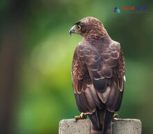 Crested Honey-buzzard_Pernis ptilorhynchus