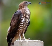 Crested Honey-buzzard_Pernis ptilorhynchus