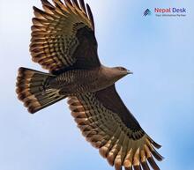 Crested Honey-buzzard_Pernis ptilorhynchus