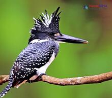 Crested Kingfisher_Megaceryle lugubris