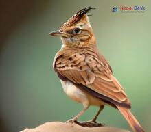 Crested Lark_Galerida cristata