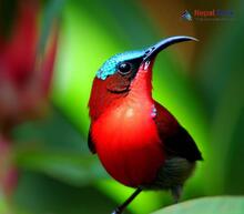 Crimson Sunbird_Aethopyga siparaja