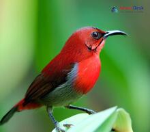Crimson Sunbird_Aethopyga siparaja
