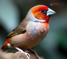 Crimson-browed Finch_Carpodacus subhimachalus