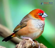 Crimson-browed Finch_Carpodacus subhimachalus