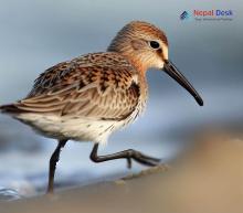 Curlew Sandpiper_Calidris ferruginea