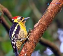 Darjeeling Woodpecker_Dendrocopos darjellensis