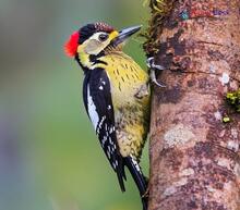 Darjeeling Woodpecker_Dendrocopos darjellensis