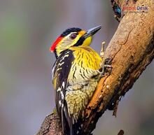 Darjeeling Woodpecker_Dendrocopos darjellensis