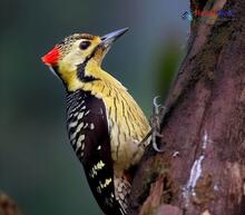 Darjeeling Woodpecker_Dendrocopos darjellensis