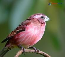 Dark-rumped Rosefinch_Carpodacus edwardsii