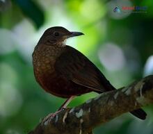 Dark-sided Thrush_Zoothera marginata