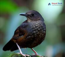 Dark-sided Thrush_Zoothera marginata