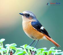 Daurian Redstart_Phoenicurus auroreus