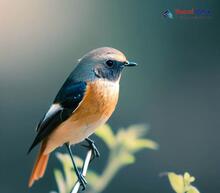 Daurian Redstart_Phoenicurus auroreus