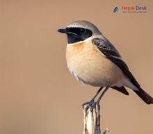 Desert Wheatear_Oenanthe deserti