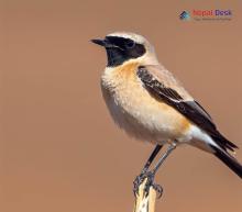 Desert Wheatear_Oenanthe deserti