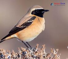 Desert Wheatear_Oenanthe deserti