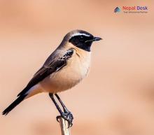 Desert Wheatear_Oenanthe deserti