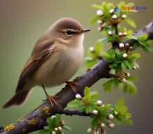 Dusky Warbler_Phylloscopus fuscatus