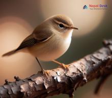 Dusky Warbler_Phylloscopus fuscatus