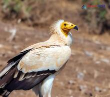 Egyptian Vulture_Neophron percnopterus