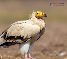 Egyptian Vulture_Neophron percnopterus