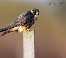 Eurasian Hobby_Falco subbuteo