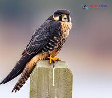 Eurasian Hobby_Falco subbuteo