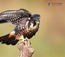 Eurasian Hobby_Falco subbuteo