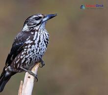 Eurasian Nutcracker_Nucifraga caryocatactes