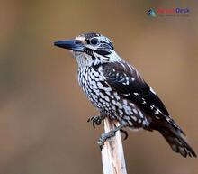 Eurasian Nutcracker_Nucifraga caryocatactes