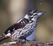 Eurasian Nutcracker_Nucifraga caryocatactes