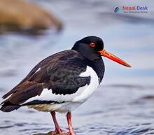 Eurasian Oystercatcher_Haematopus ostralegus