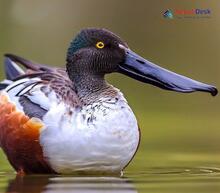 Eurasian Shoveler_Spatula clypeata