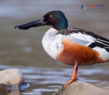 Eurasian Shoveler_Spatula clypeata