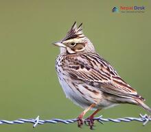 Eurasian Skylark_Alauda arvensis