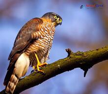 Eurasian Sparrowhawk_Accipiter nisus