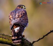 Eurasian Sparrowhawk_Accipiter nisus