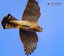 Eurasian Sparrowhawk_Accipiter nisus