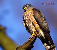 Eurasian Sparrowhawk_Accipiter nisus