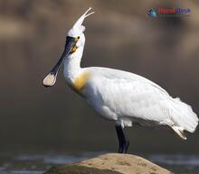 Eurasian Spoonbill_Platalea leucorodia